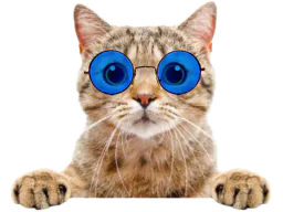 :chat_gentil_lunettes: