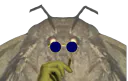 :Moth_0: