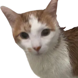 :Msikina: