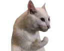 :chat_patte: