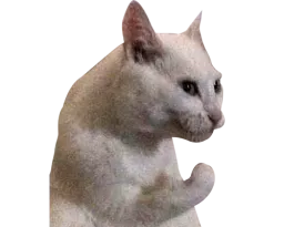 :chat_patte: