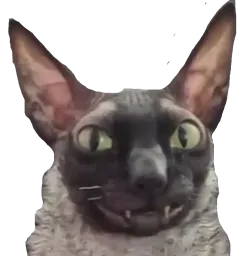:jolichat: