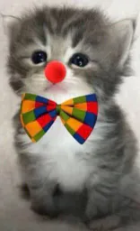 :Chat_clown2: