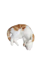 :Chatmort: