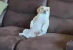 :depression_chien: