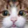 Photo de profil de Coincoin2