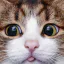 Photo de profil de Coincoin2