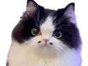 :chatm_mignon: