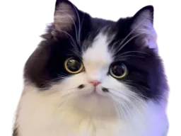 :chatm_mignon: