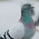 dietaube