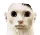 :Chomme: