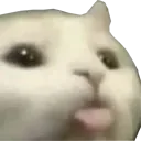 :chatsoif2: