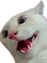 :Chat_aya:
