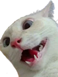 :Chat_aya: