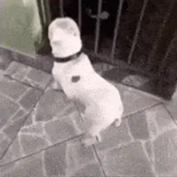 :chien_dance:
