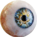 Eye