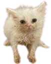 :chat_zinzolax_zoom: