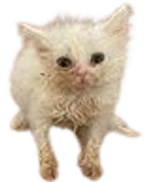 :chat_zinzolax_zoom: