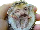 :risirisson: