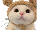 :Chapristi: