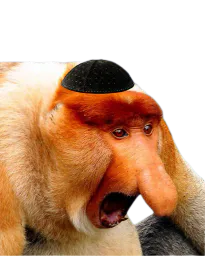 :singe_juif: