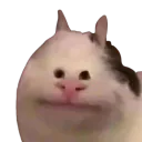 :chatsourire_petitsyeux: