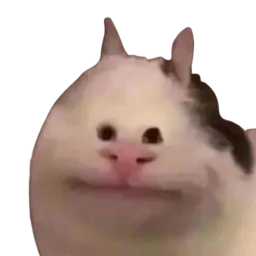 :chatsourire_petitsyeux:
