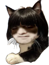 :Hihi_Miaou: