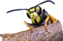 :Guepes_: