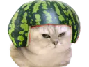 :chatbrushingpasteque: