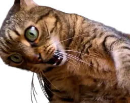 :chocat: