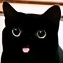 :Plop_le_chat: