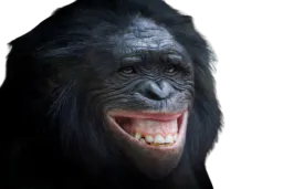 :bonobo_sourire: