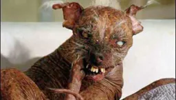 :chienMoche: