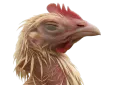 :Poule2: