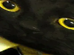 :ZOOMAX: