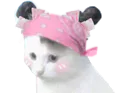 :ChatCouettesPirate: