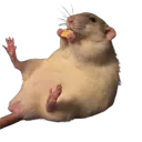 :Souris_fromage: