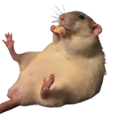 :Souris_fromage:
