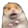 :jaipeur: