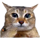 :Chatsplif: