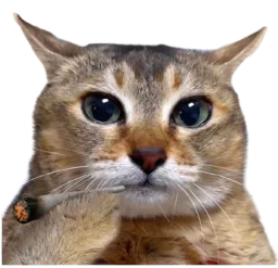 :Chatsplif: