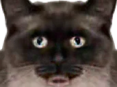 :catnn: