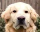:goldenweird: