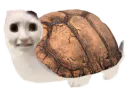 :Tortue_chat: