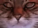 :chat_zoom_cligne: