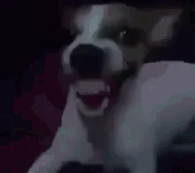 :chienaya: