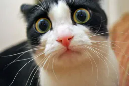 :chat_peur: