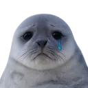 :phoquetriste: