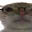 Photo de profil de coucoucpasmoi